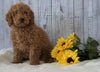 F1B Mini Goldendoodle For Sale Holmesville, OH Male - Jose