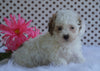 Toy Poodle For Sale Fredericksburg, OH Male- Bleu