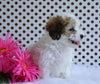 Toy Poodle For Sale Fredericksburg, OH Female- Barbie