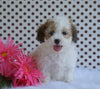 Toy Poodle For Sale Fredericksburg, OH Female- Barbie