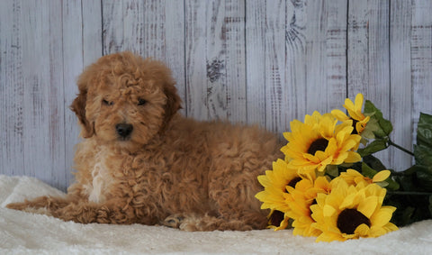 F1B Mini Goldendoodle For Sale Holmesville OH Male- Jeff