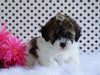 Toy Poodle For Sale Fredericksburg, OH Male- Brady