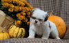 Shih Tzu For Sale Warsaw, OH Male- Jasper
