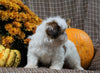 Shih Tzu For Sale Warsaw, OH Male- Jasper