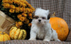 Shih Tzu For Sale Warsaw, OH Male- Jasper