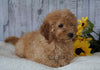 F1B Mini Goldendoodle For Sale Holmesville OH Female- Abby