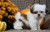 Shih Tzu For Sale Warsaw, OH Male- Jasper