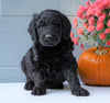 Newfypoo (Standard) For Sale Millersburg, OH Male- Teddy