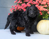Newfypoo (Standard) For Sale Millersburg, OH Male- Teddy