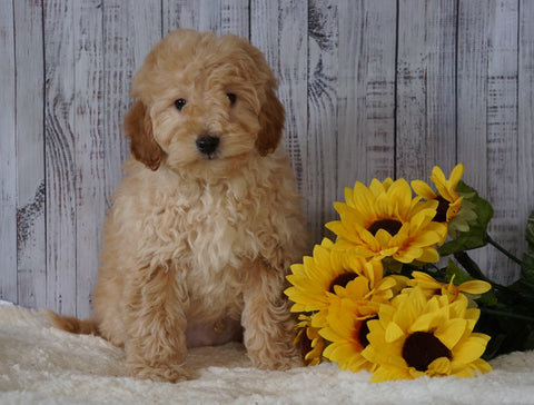 F1B Mini Goldendoodle For Sale Holmesville OH Male- Mike
