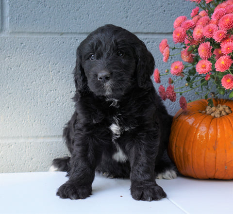 Newfypoo (Standard) For Sale Millersburg, OH Male- Rambo