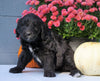 Newfypoo (Standard) For Sale Millersburg, OH Male- Rambo