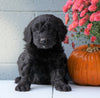 Newfypoo (Standard) For Sale Millersburg, OH Female- Molly