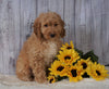 F1B Mini Goldendoodle For Sale Holmesville OH Male- Mickey