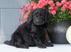 Newfypoo (Standard) For Sale Millersburg, OH Female- Molly