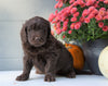 Newfypoo (Standard) For Sale Millersburg, OH Female- Lexi