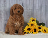 F1B Mini Goldendoodle For Sale Holmesville OH Female- Amber