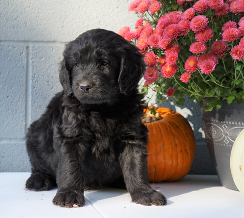 Newfypoo (Standard) For Sale Millersburg, OH Male- Pluto