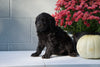 Newfypoo (Standard) For Sale Millersburg, OH Male- Pluto