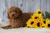 F1B Mini Goldendoodle For Sale Holmesville OH Female- Amber