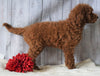 F1B Standard Goldendoodle For Sale Holmesville, OH Female - Coco