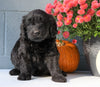 Newfypoo (Standard) For Sale Millersburg, OH Female- Lily