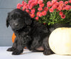 Newfypoo (Standard) For Sale Millersburg, OH Female- Lily