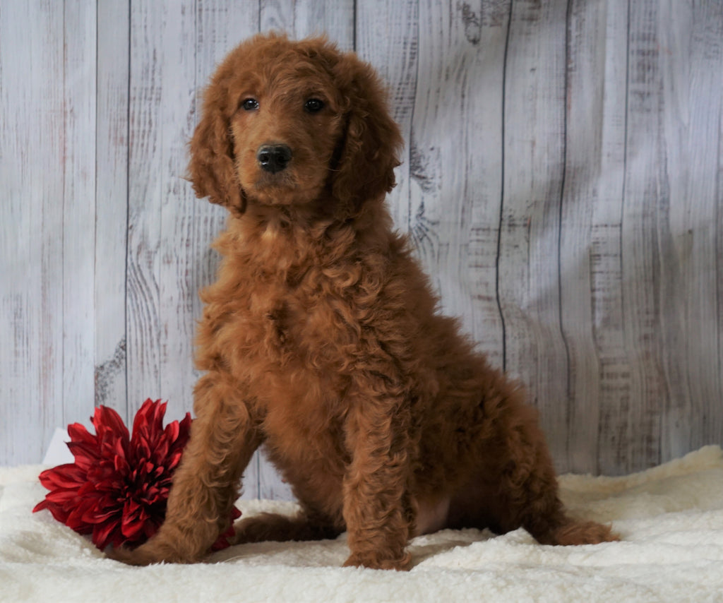 F1B Standard Goldendoodle For Sale Holmesville, OH Male - Shane – AC ...