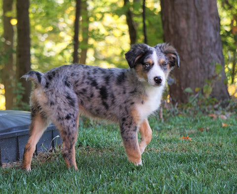 Australian Shepherd Mix Puppy For Sale Millersburg, OH Female- Noel