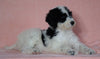 F1B Sheepadoodle For Sale Baltic, OH Male- Nemo -CHECK OUT OUR VIDEO-