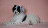 F1B Sheepadoodle For Sale Baltic, OH Male- Nemo -CHECK OUT OUR VIDEO-