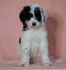 F1B Sheepadoodle For Sale Baltic, OH Male- Nemo -CHECK OUT OUR VIDEO-