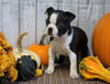 AKC Registered Boston Terrier For Sale Warsaw, OH Female- Autumn