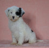 F1B Sheepadoodle For Sale Baltic, OH Female- Flora -CHECK OUT OUR VIDEO-