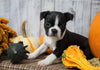 AKC Registered Boston Terrier For Sale Warsaw, OH Female- Chloe