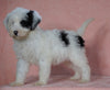 F1B Sheepadoodle For Sale Baltic, OH Female- Flora -CHECK OUT OUR VIDEO-