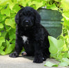 Standard Bernedoodle For Sale Shreve, OH Male- Tucker