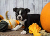 AKC Registered Boston Terrier For Sale Warsaw, OH Female- Ginger