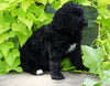 Standard Bernedoodle For Sale Shreve, OH Male- Tucker
