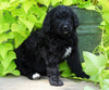 Standard Bernedoodle For Sale Shreve, OH Male- Tucker