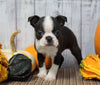 AKC Registered Boston Terrier For Sale Warsaw, OH Male- Rocky