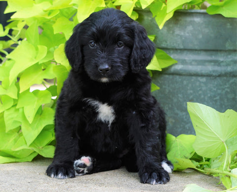 Standard Bernedoodle For Sale Shreve, OH Female- Lily