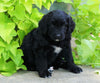Standard Bernedoodle For Sale Shreve, OH Female- Lily