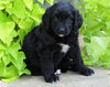 Standard Bernedoodle For Sale Shreve, OH Female- Lily
