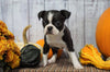 AKC Registered Boston Terrier For Sale Warsaw, OH Female- Cinnamon