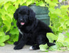 Standard Bernedoodle For Sale Shreve, OH Female- Lily