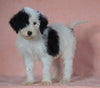 F1B Sheepadoodle For Sale Baltic, OH Male- Prince -CHECK OUT OUR VIDEO-