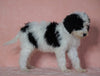 F1B Sheepadoodle For Sale Baltic, OH Male- Prince -CHECK OUT OUR VIDEO-