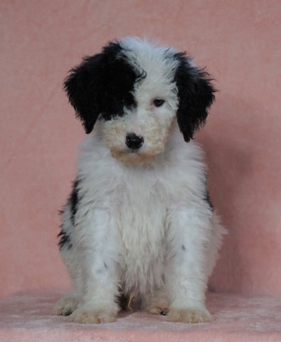 F1B Sheepadoodle For Sale Baltic, OH Male- Prince -CHECK OUT OUR VIDEO-