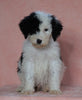 F1B Sheepadoodle For Sale Baltic, OH Male- Prince -CHECK OUT OUR VIDEO-